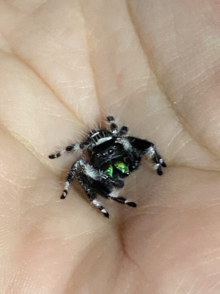 A Phiddipus Regius White Bahamas resting in Barbara's hand. He's a male, black and white.